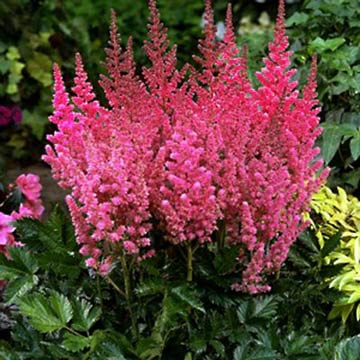 Group of pink astilbe with green landscape foliage in the background