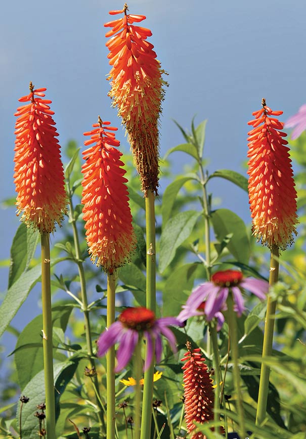 Kniphofia (Torch Lily, Tritoma or Red Hot Poker) uvaria Pfitz DeGroot