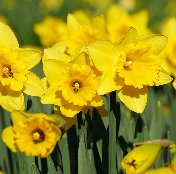 Daffodil, 'California' De Groot, Inc. Perennials, Daylilies, Fruits, Vegetables, Shrubs, Bulbs