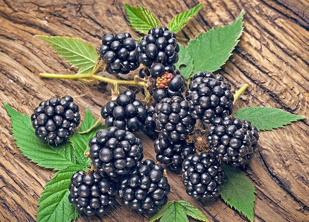 a small cut off branch of Navaho blackberries on an unfinished wood table
