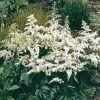 white astilbe with dark green serrated foliage in the landscape