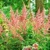 Tall peach astilbe plumes with forest in the background