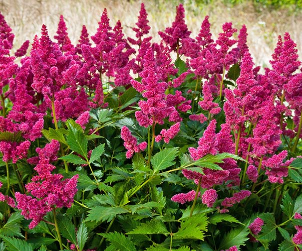 Astilbe Veronica Klose with tall fuschia plumes atop green foliage with a field in the background