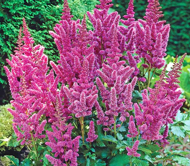 A group of Astilbe Visions with pink plumes and faded landscape background