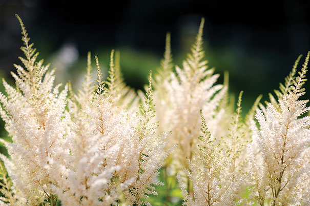 Tops of creamy white astilbe with a dark faded green background
