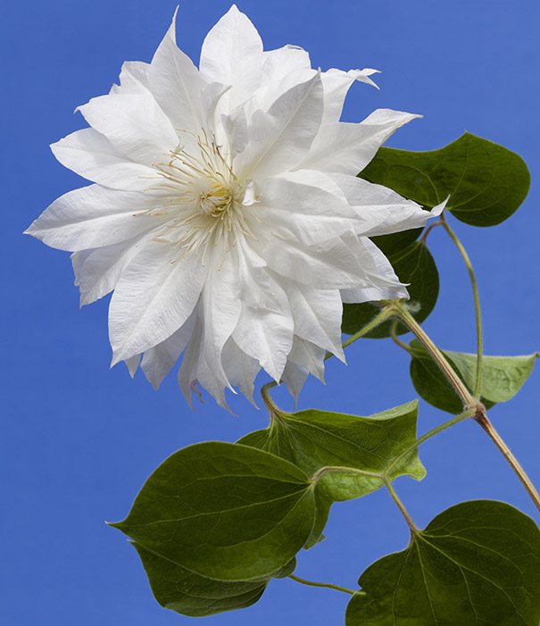 Duchess of Edinburgh white clematis blossom and stem against a blue background