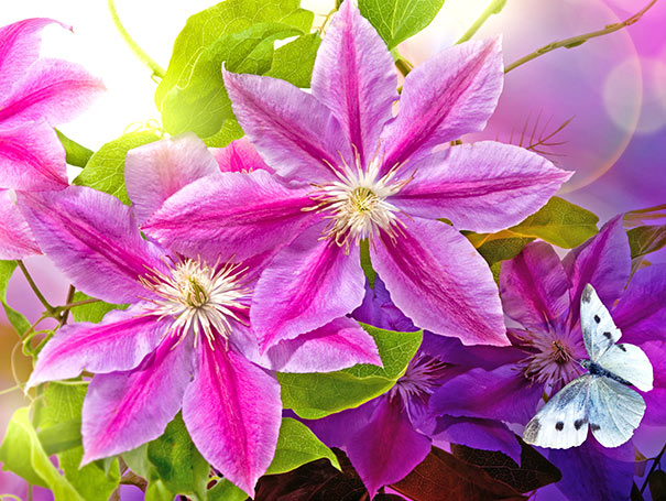 2 Nelly Moser clematis blossoms with sunlight beaming through the foliage