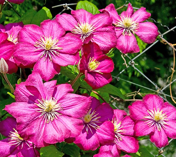 group of 8 to 10 Rouge Cardinal Clematis blossoms on a chain link fence