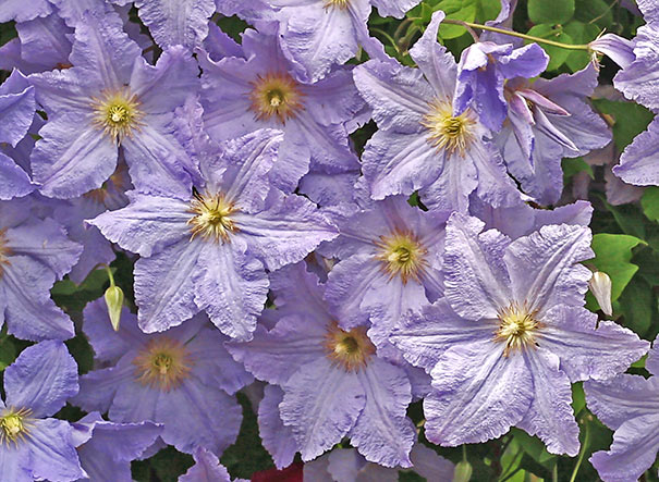 close up image of a small group of lavender Clematis Will Goodwin blossoms