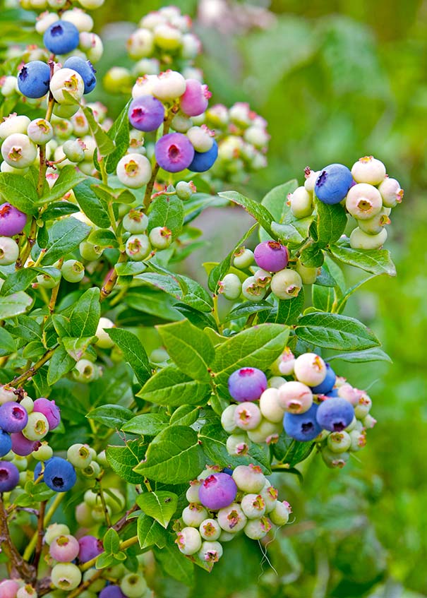 Blueberry 'Top Hat' Degroot